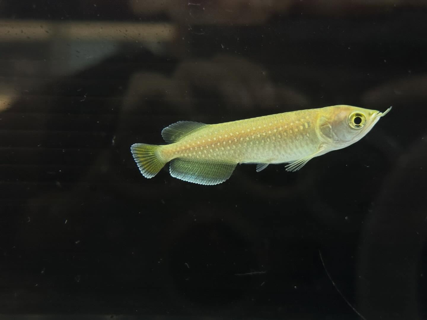 aquastyleg.base.shop/items/127...