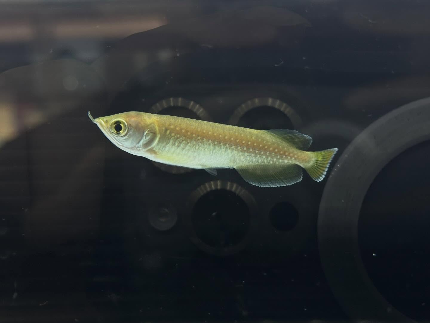 aquastyleg.base.shop/items/127...