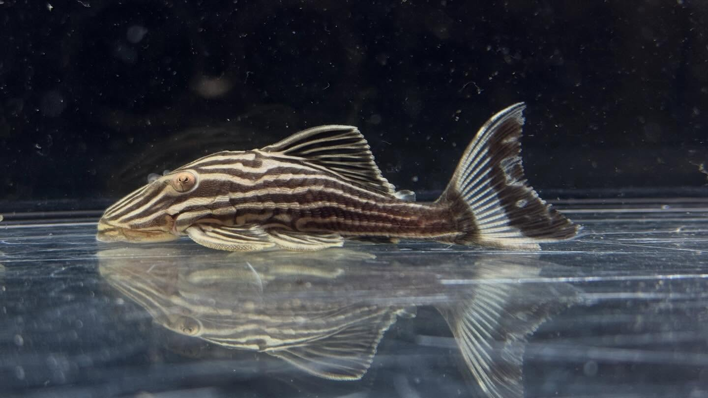 aquastyleg.base.shop/items/127...