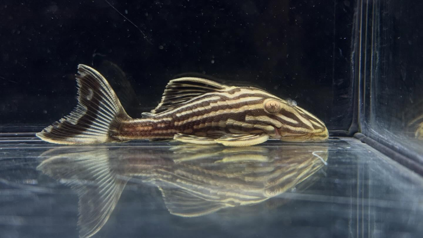 aquastyleg.base.shop/items/127...