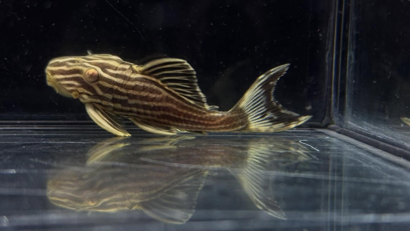 aquastyleg.base.shop/items/127...