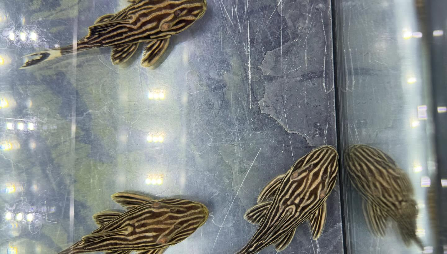 aquastyleg.base.shop/items/127...