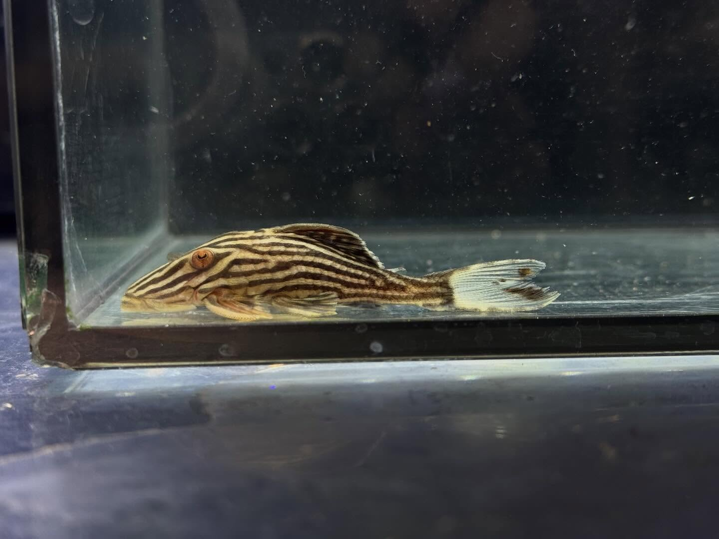 aquastyleg.base.shop/items/127...