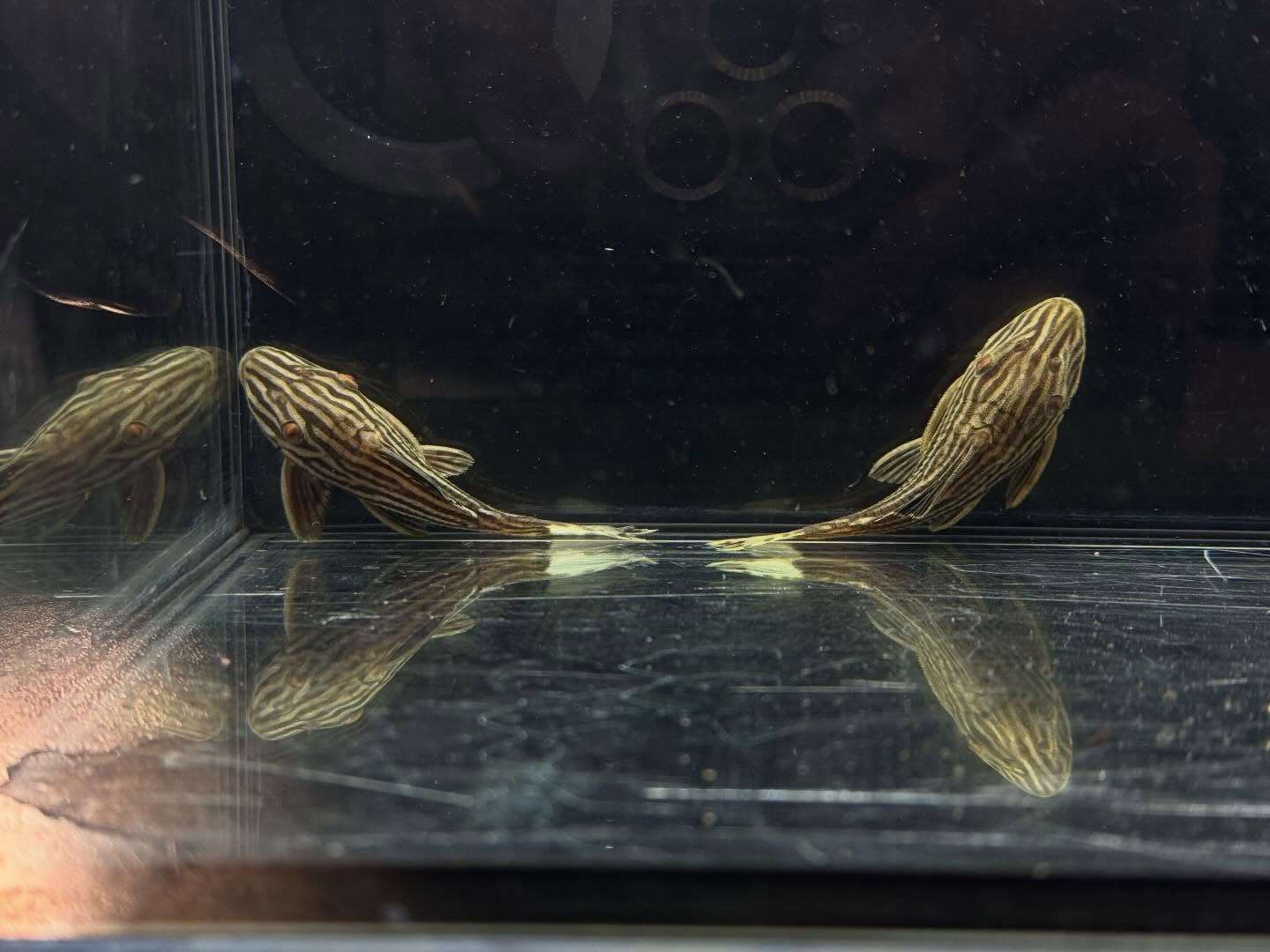 aquastyleg.base.shop/items/127...