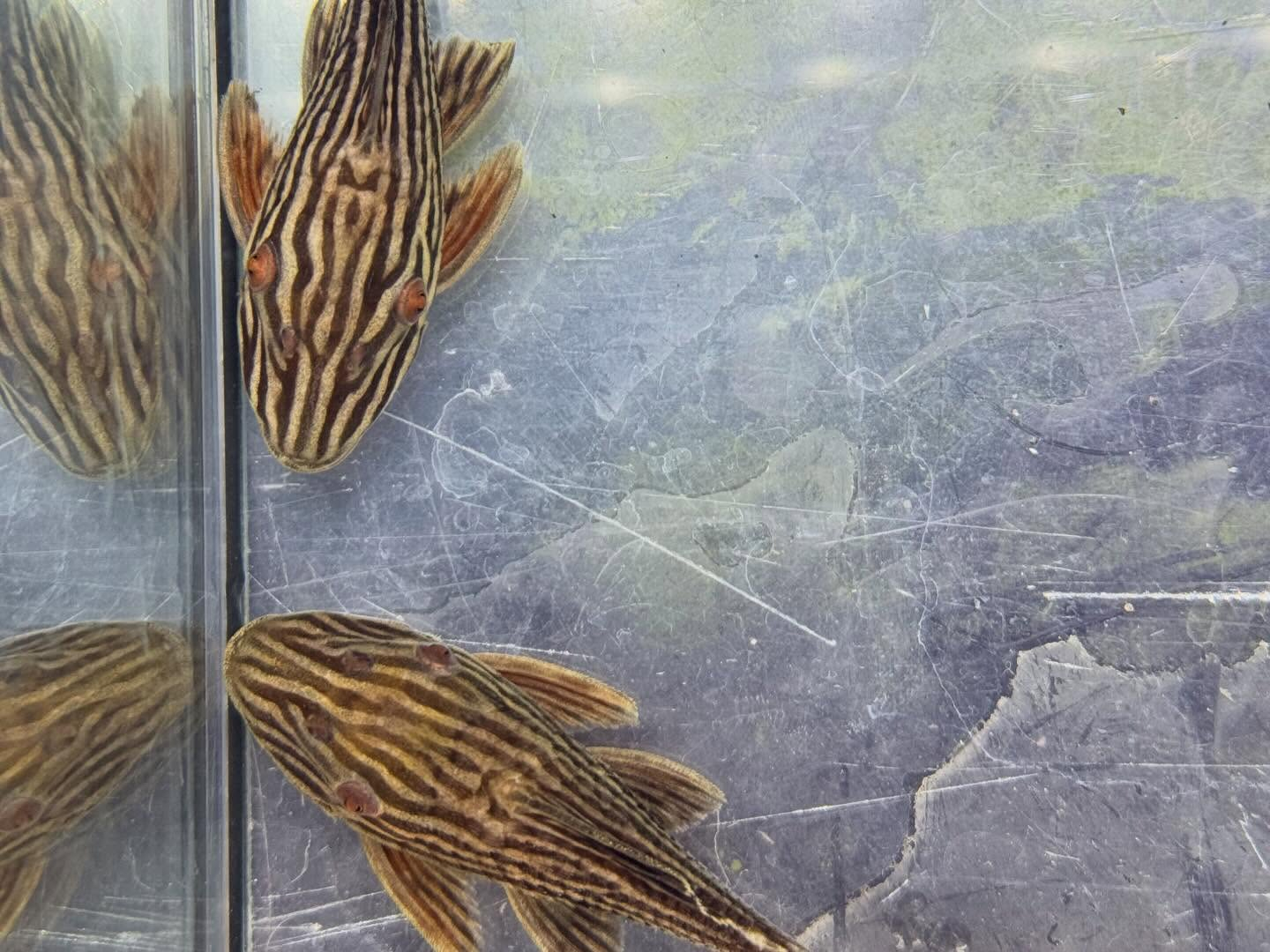 aquastyleg.base.shop/items/127...