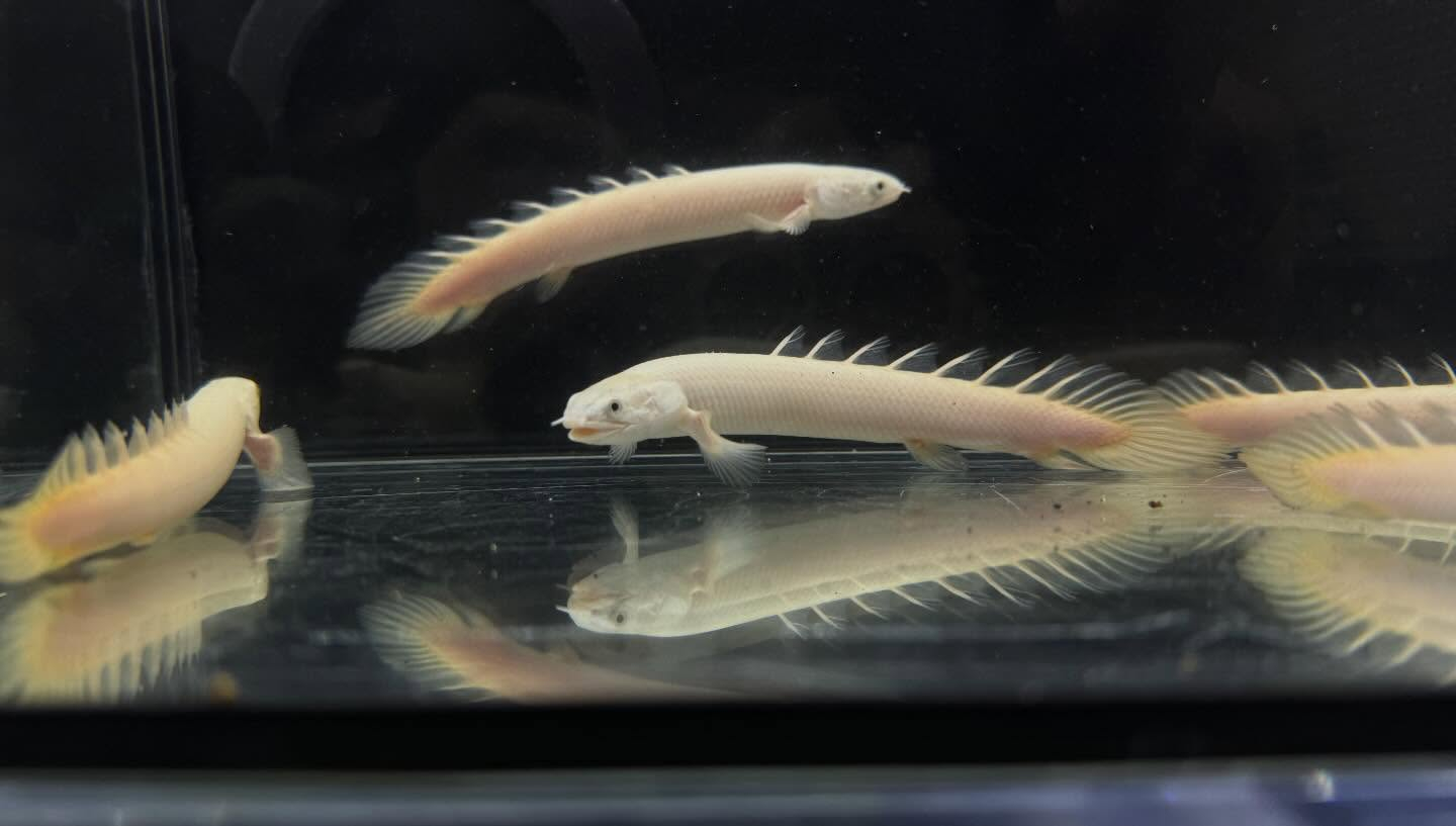 aquastyleg.base.shop/items/127...