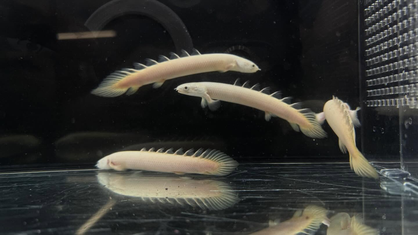 aquastyleg.base.shop/items/127...