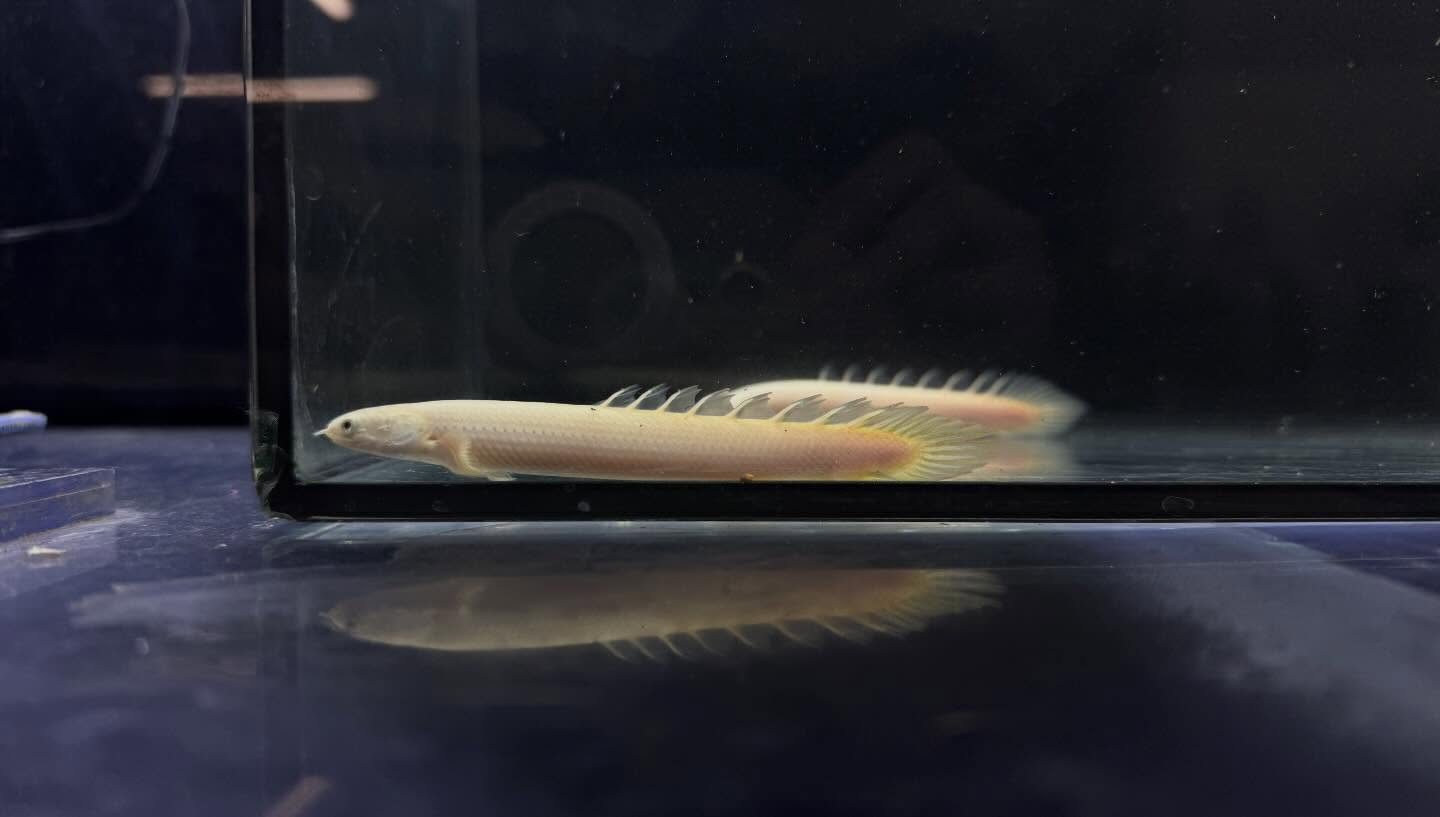 aquastyleg.base.shop/items/127...