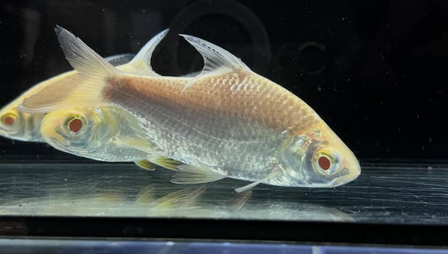 aquastyleg.base.shop/items/127...