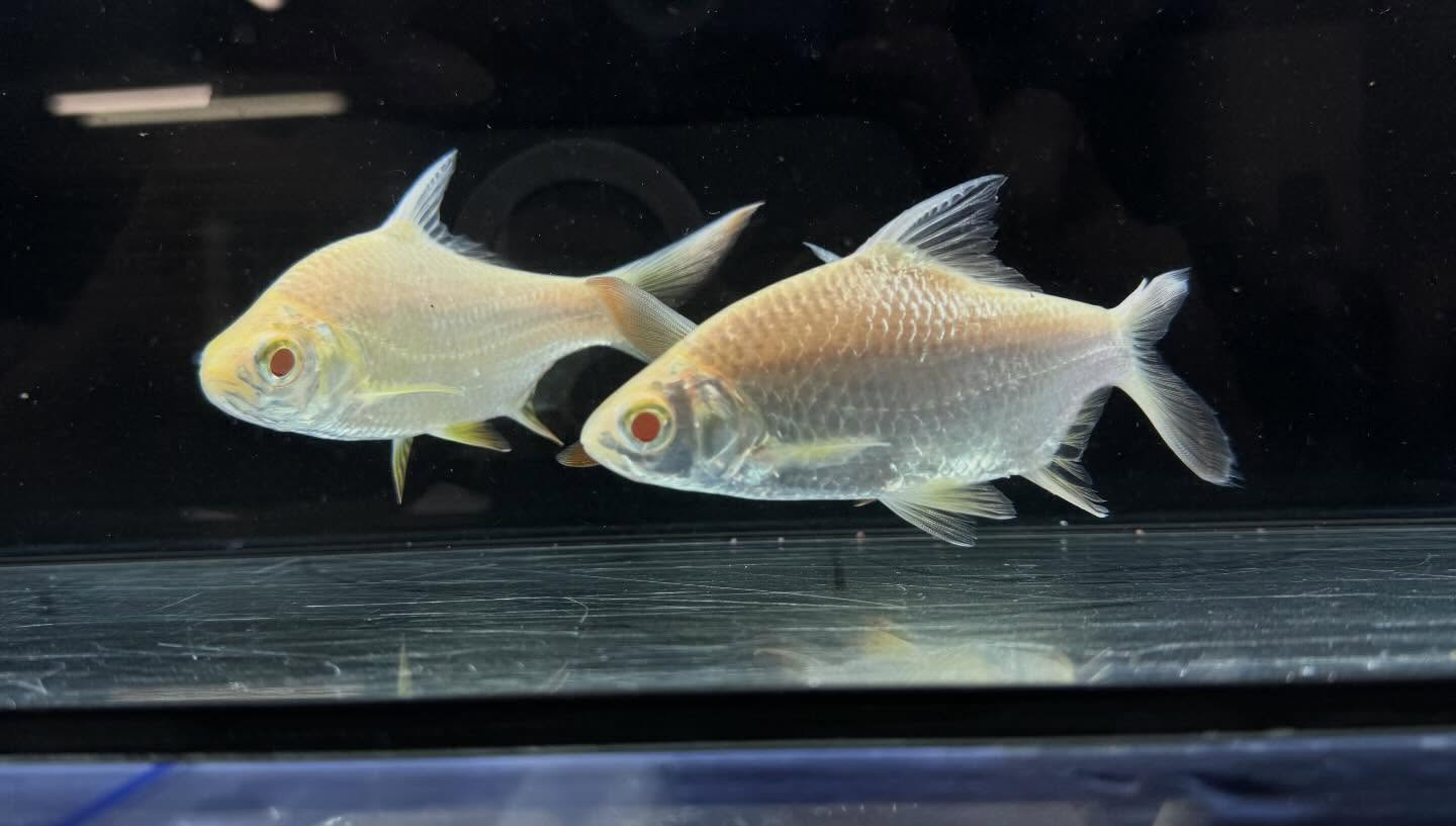 aquastyleg.base.shop/items/127...