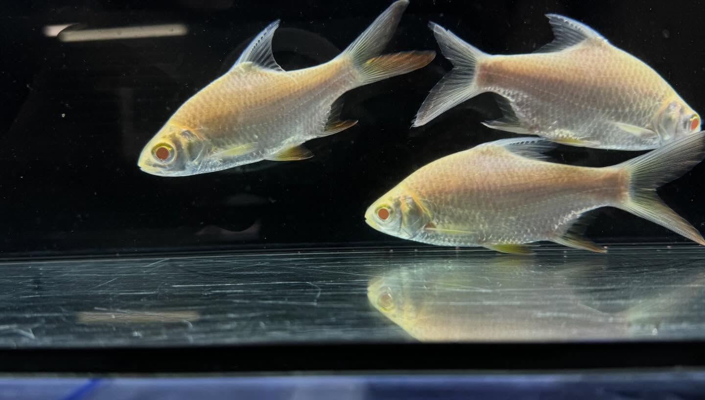 aquastyleg.base.shop/items/127...