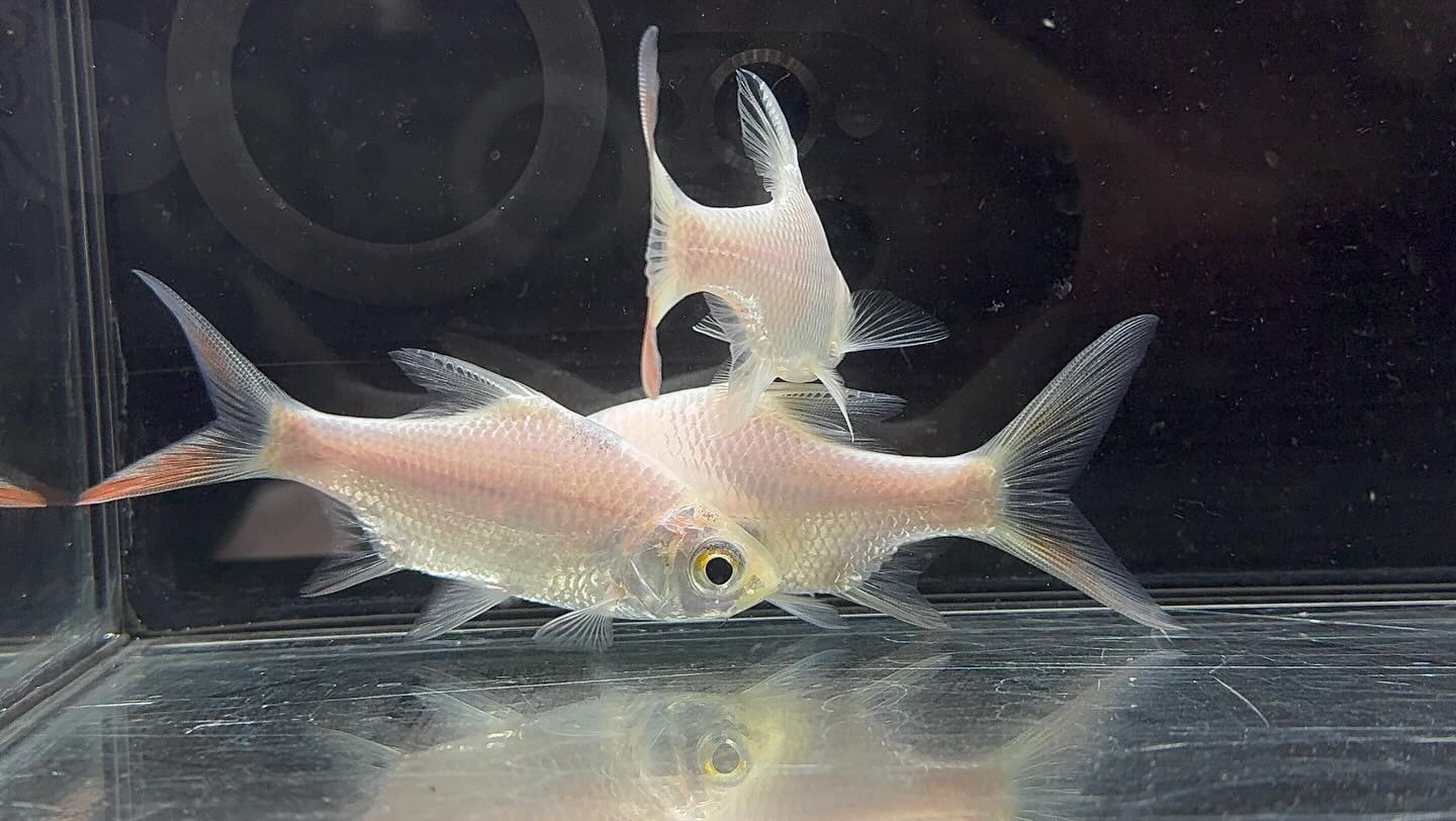 aquastyleg.base.shop/items/127...