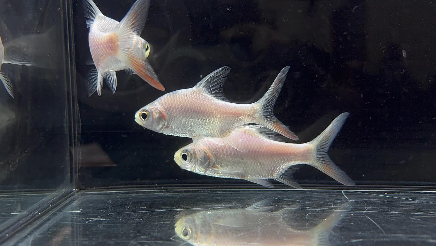 aquastyleg.base.shop/items/127...