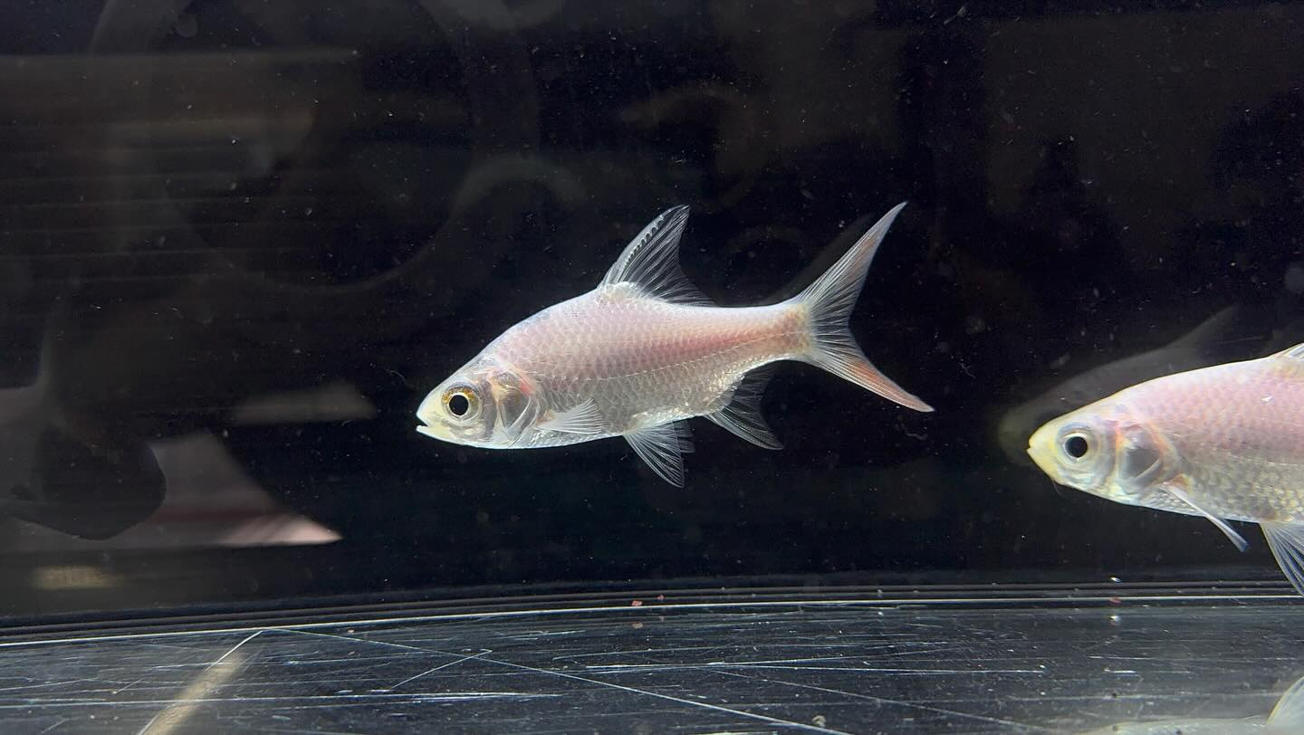 aquastyleg.base.shop/items/127...