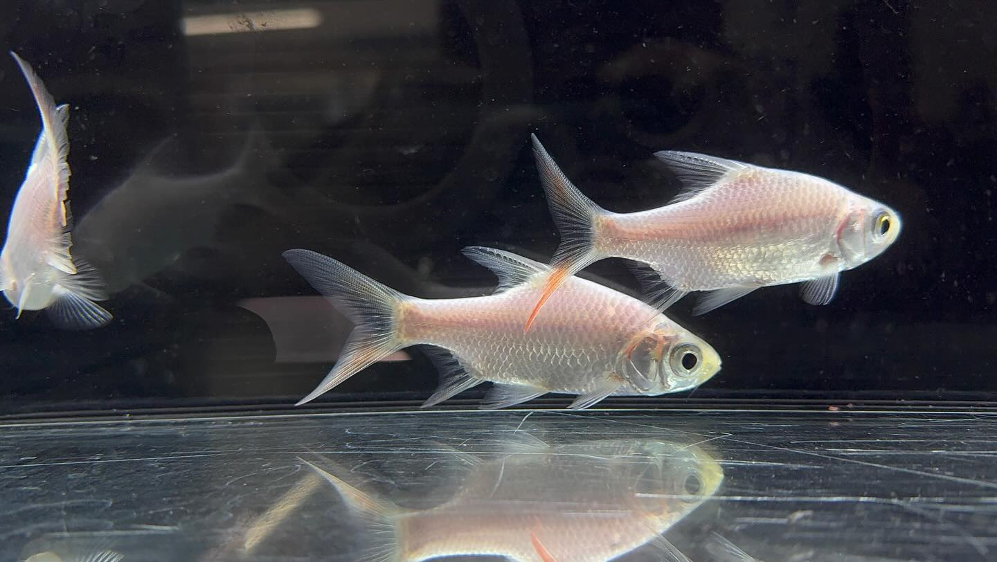 aquastyleg.base.shop/items/127...