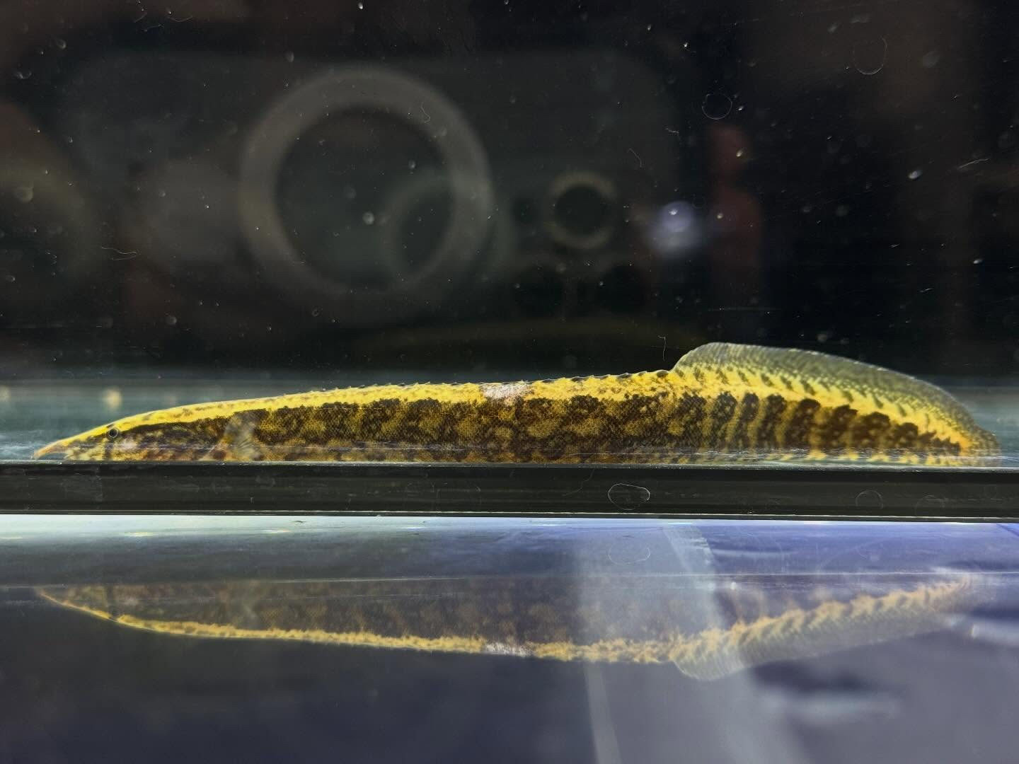 aquastyleg.base.shop/items/127...