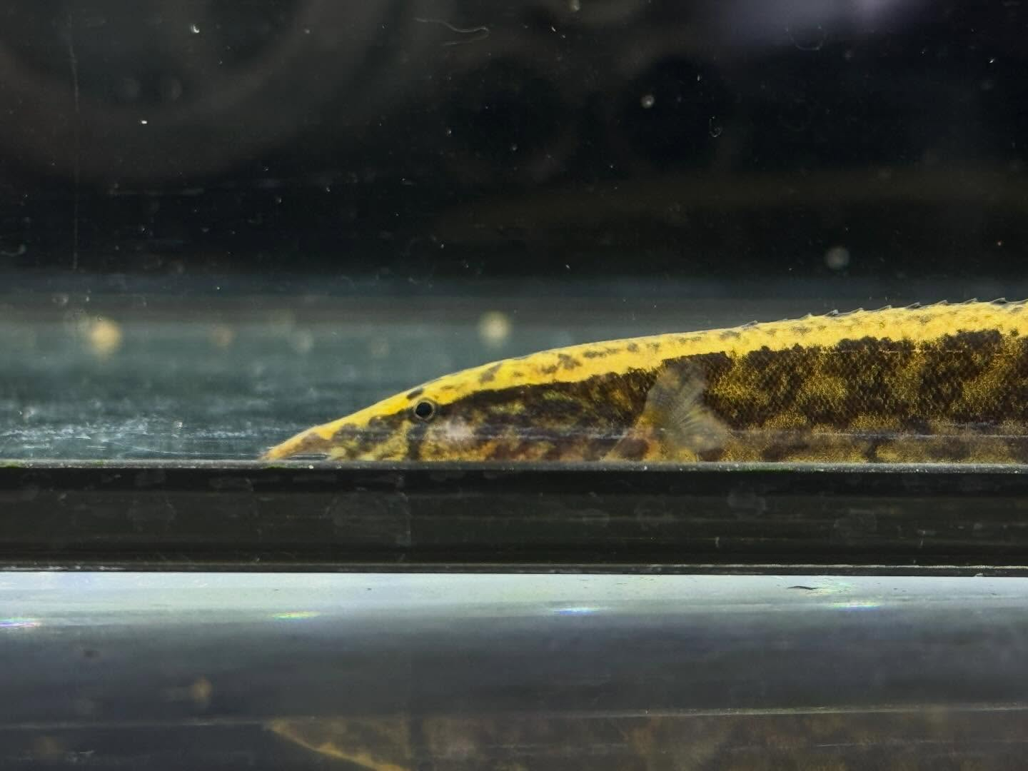 aquastyleg.base.shop/items/127...