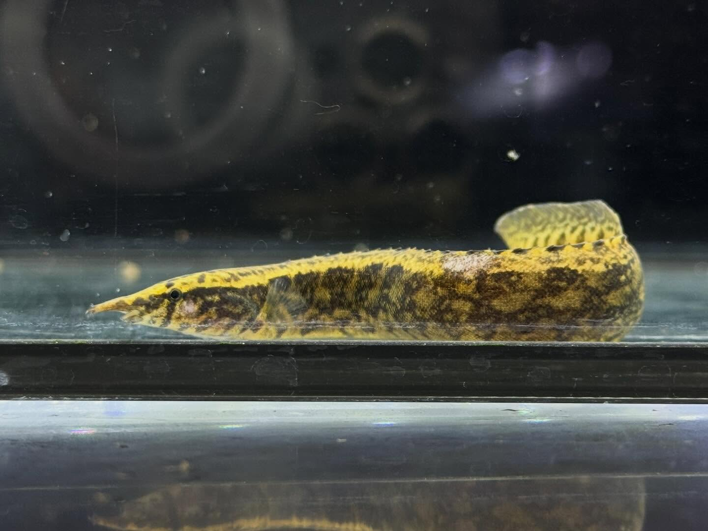 aquastyleg.base.shop/items/127...