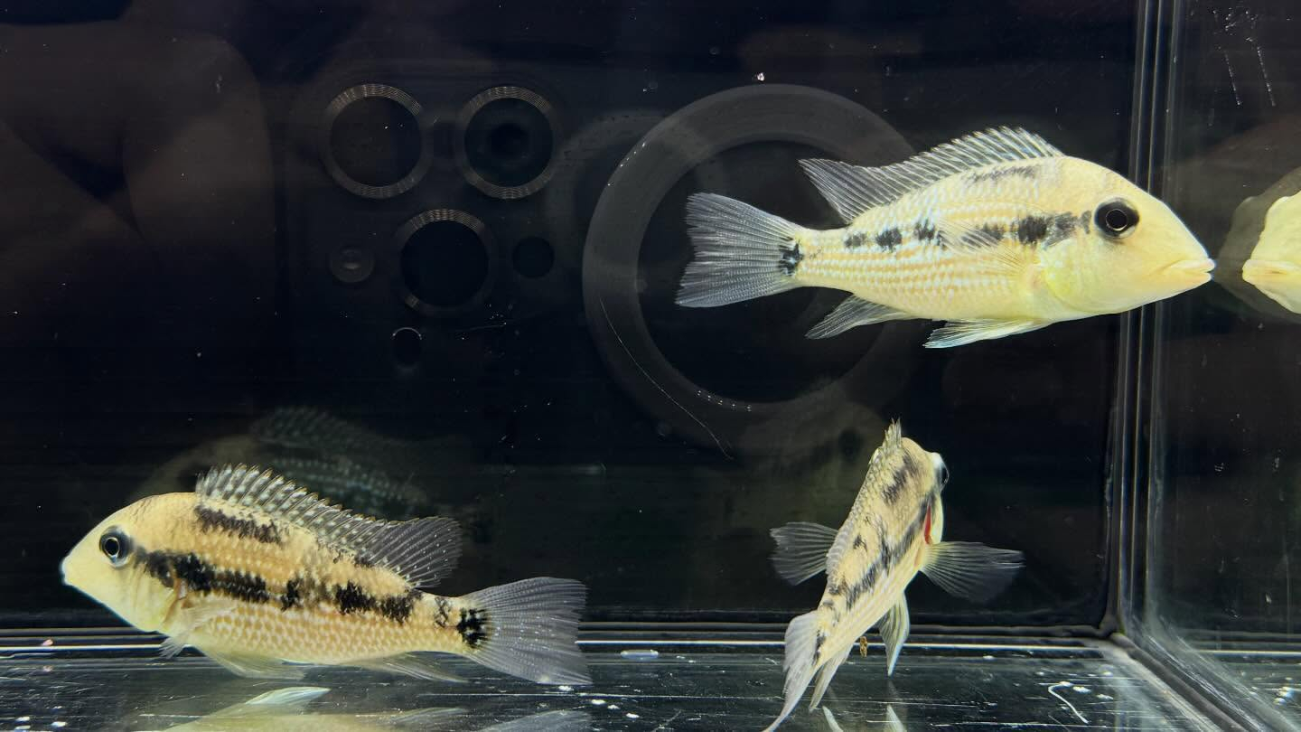 aquastyleg.base.shop/items/127...