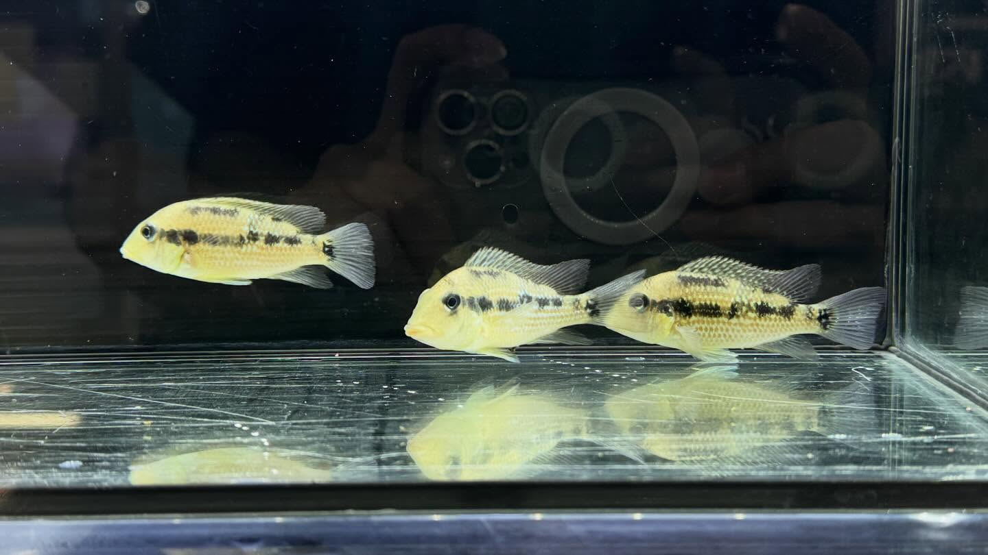 aquastyleg.base.shop/items/127...