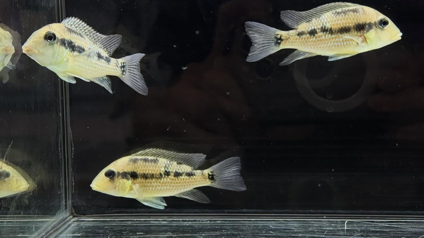 aquastyleg.base.shop/items/127...