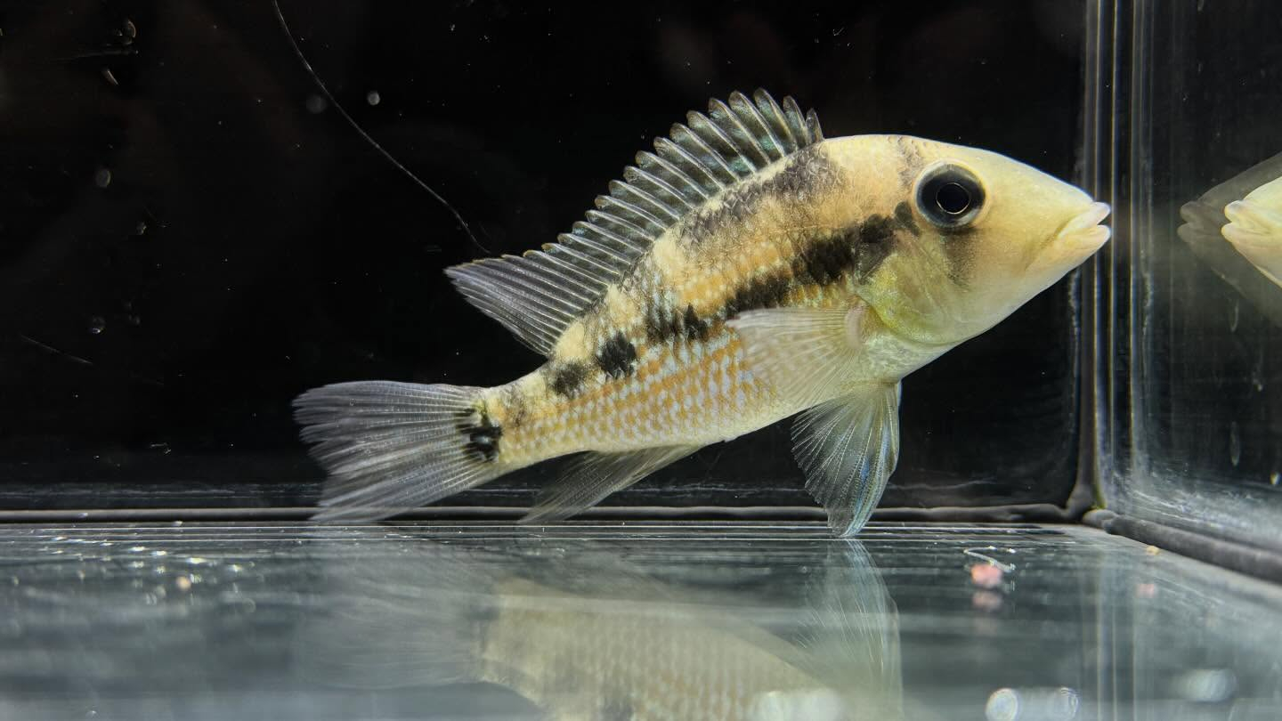 aquastyleg.base.shop/items/127...