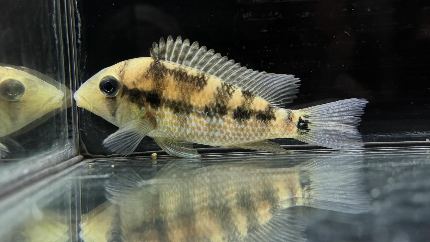 aquastyleg.base.shop/items/127...