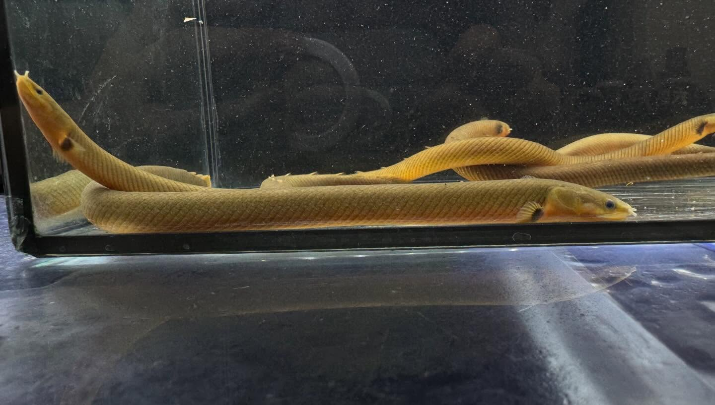 aquastyleg.base.shop/items/125...