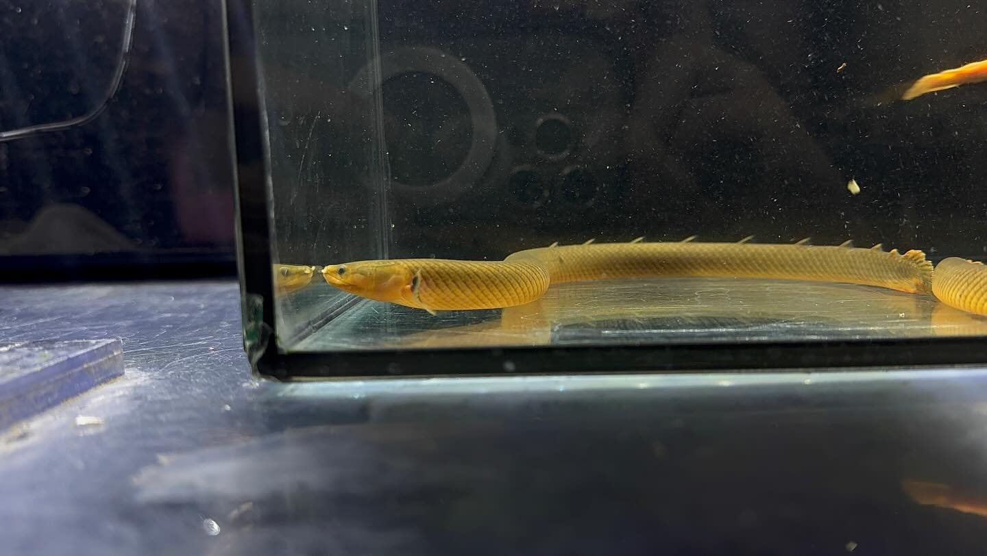 aquastyleg.base.shop/items/125...