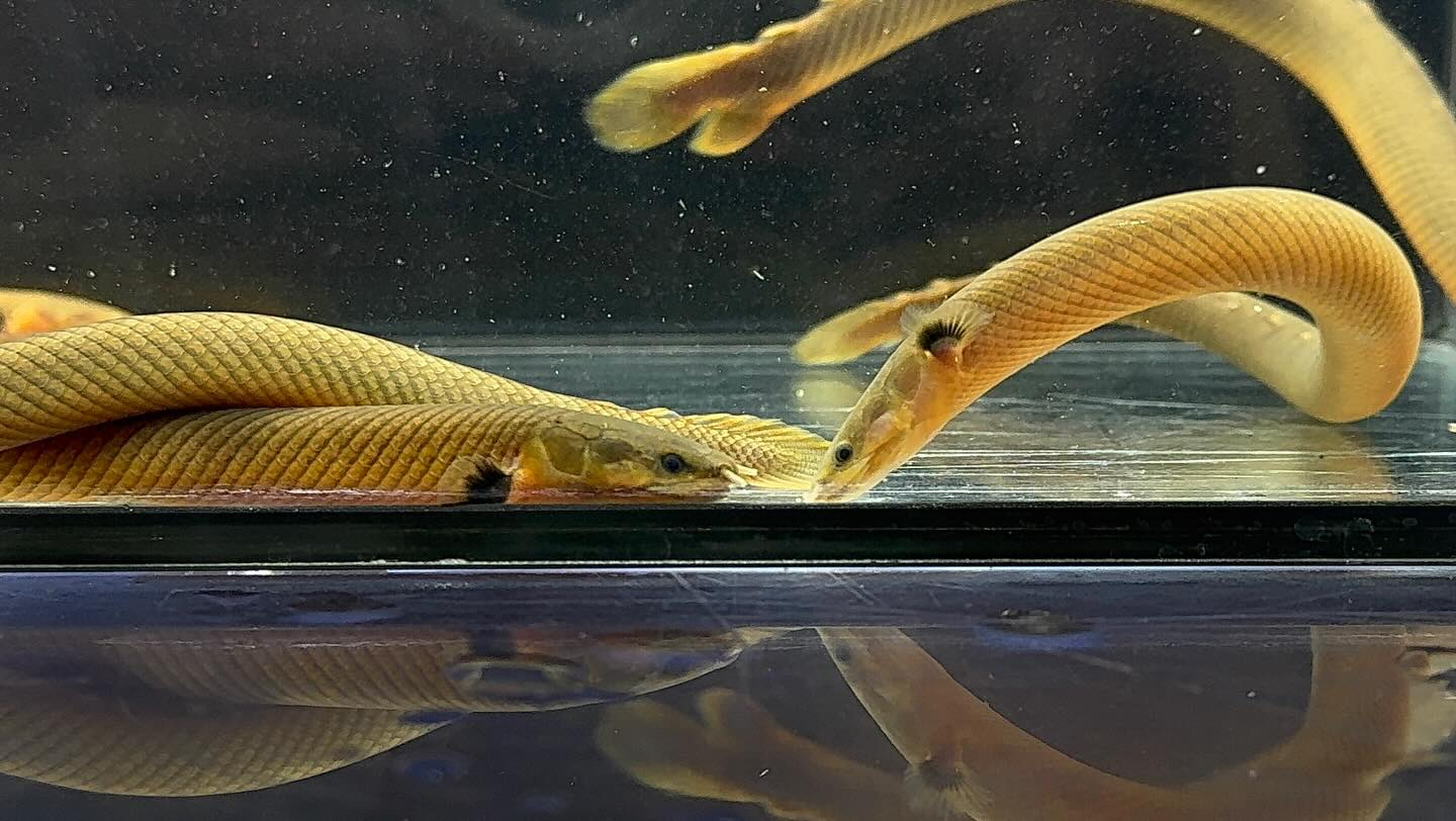 aquastyleg.base.shop/items/125...