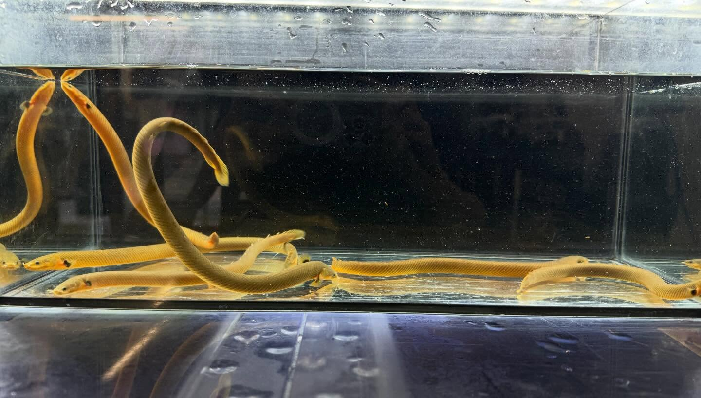 aquastyleg.base.shop/items/125...