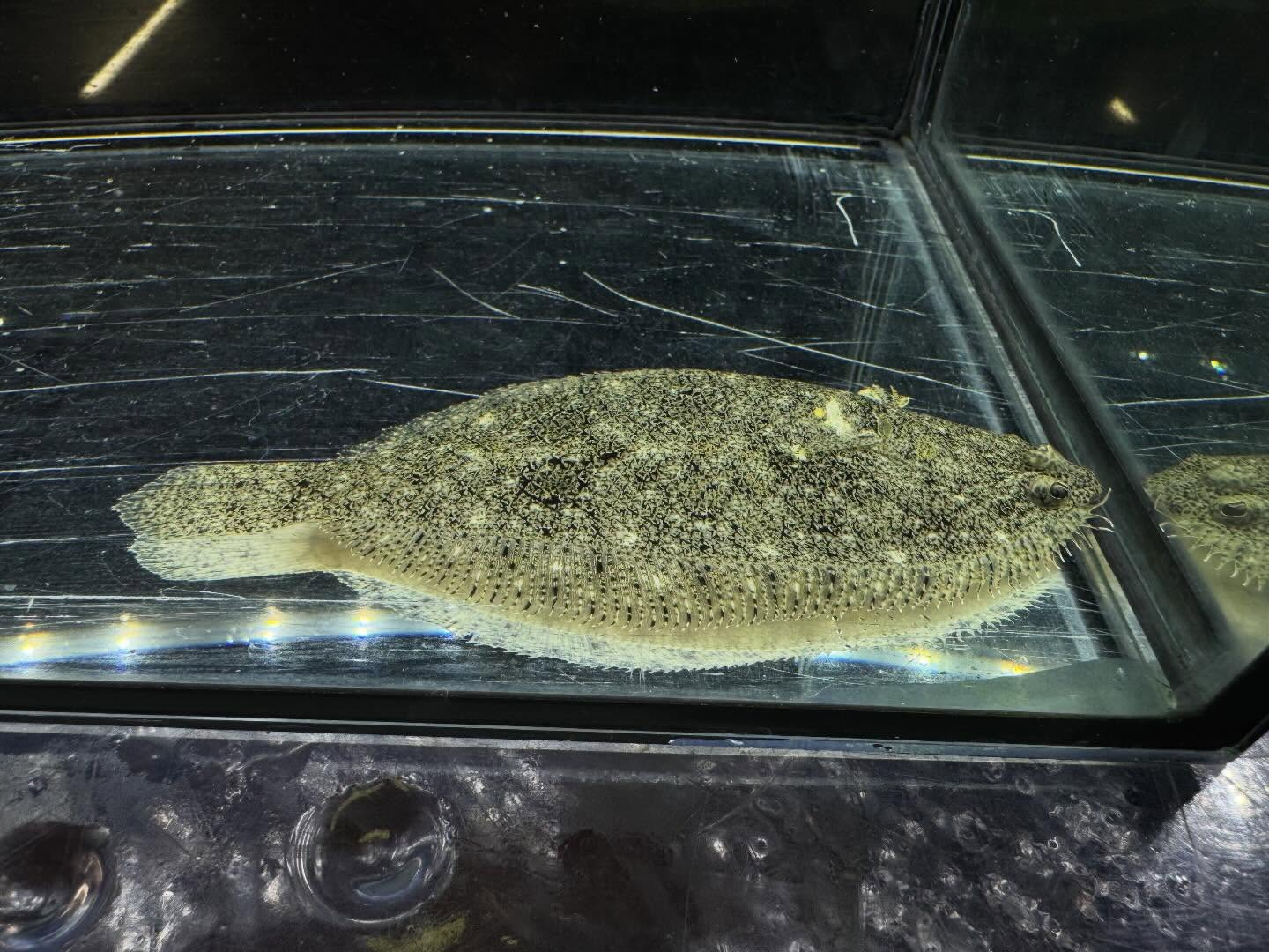 【再入荷】 南米淡水ヒラメ コロンビア産 12cm±​​​​​​​