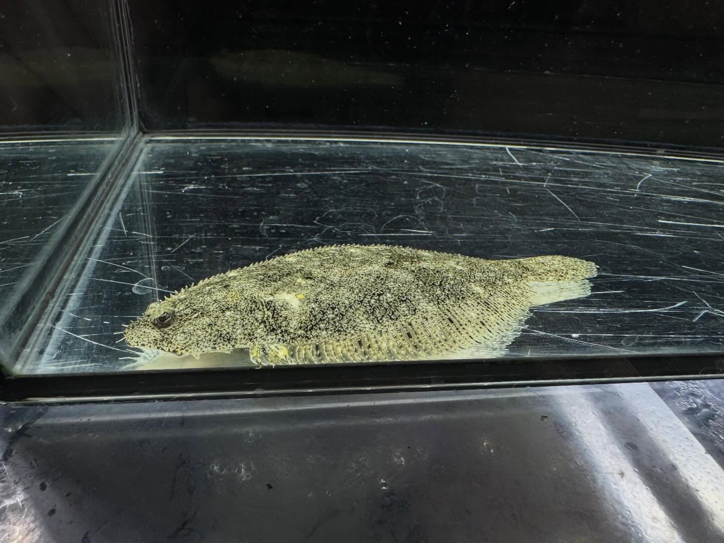 aquastyleg.base.shop/items/128...