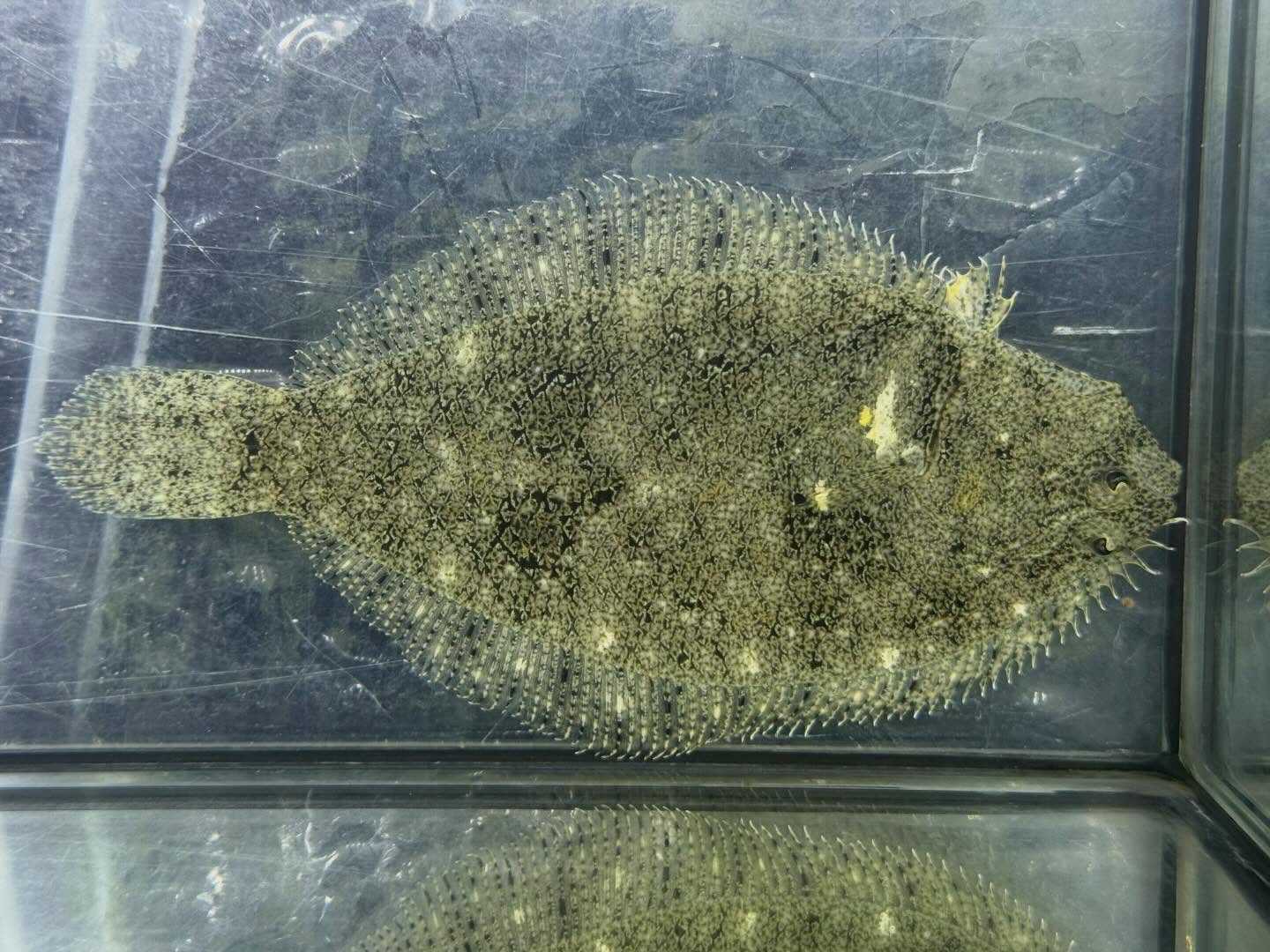 aquastyleg.base.shop/items/128...