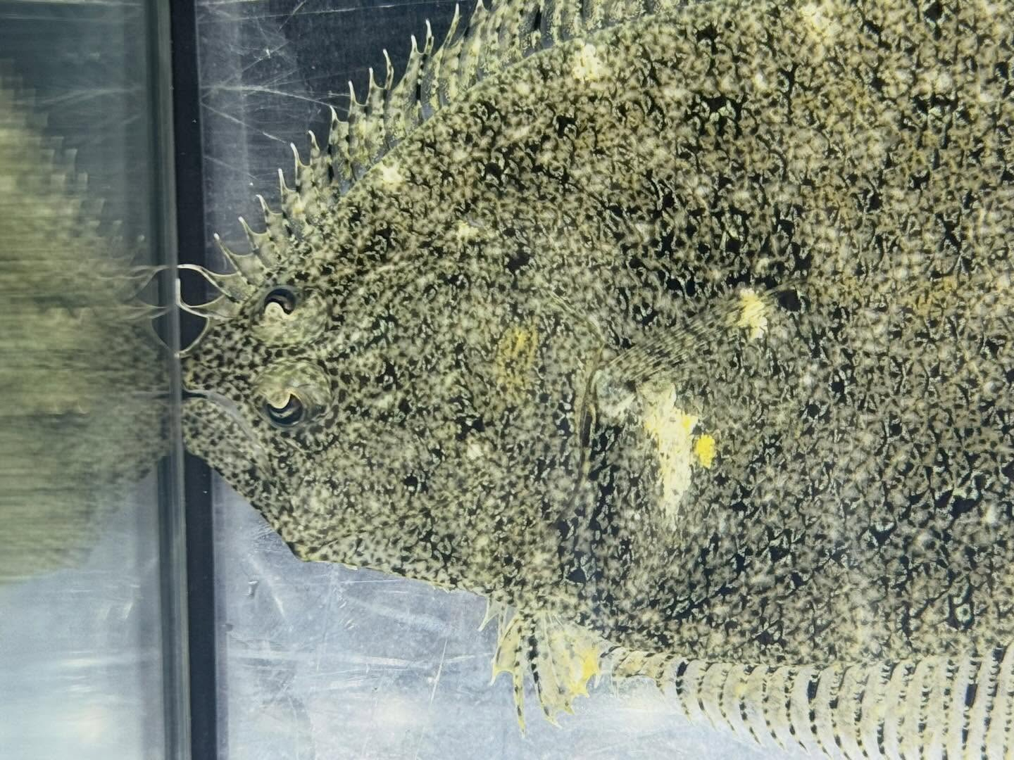 aquastyleg.base.shop/items/128...