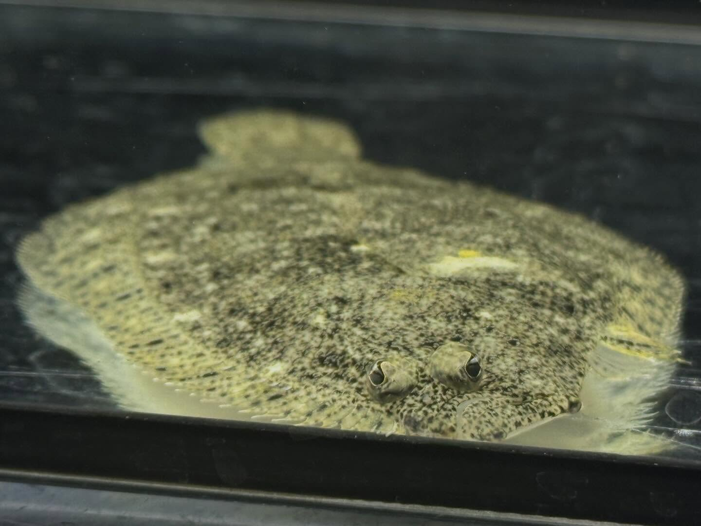 aquastyleg.base.shop/items/128...