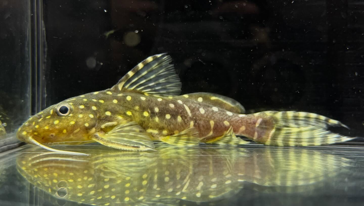 aquastyleg.base.shop/items/128...