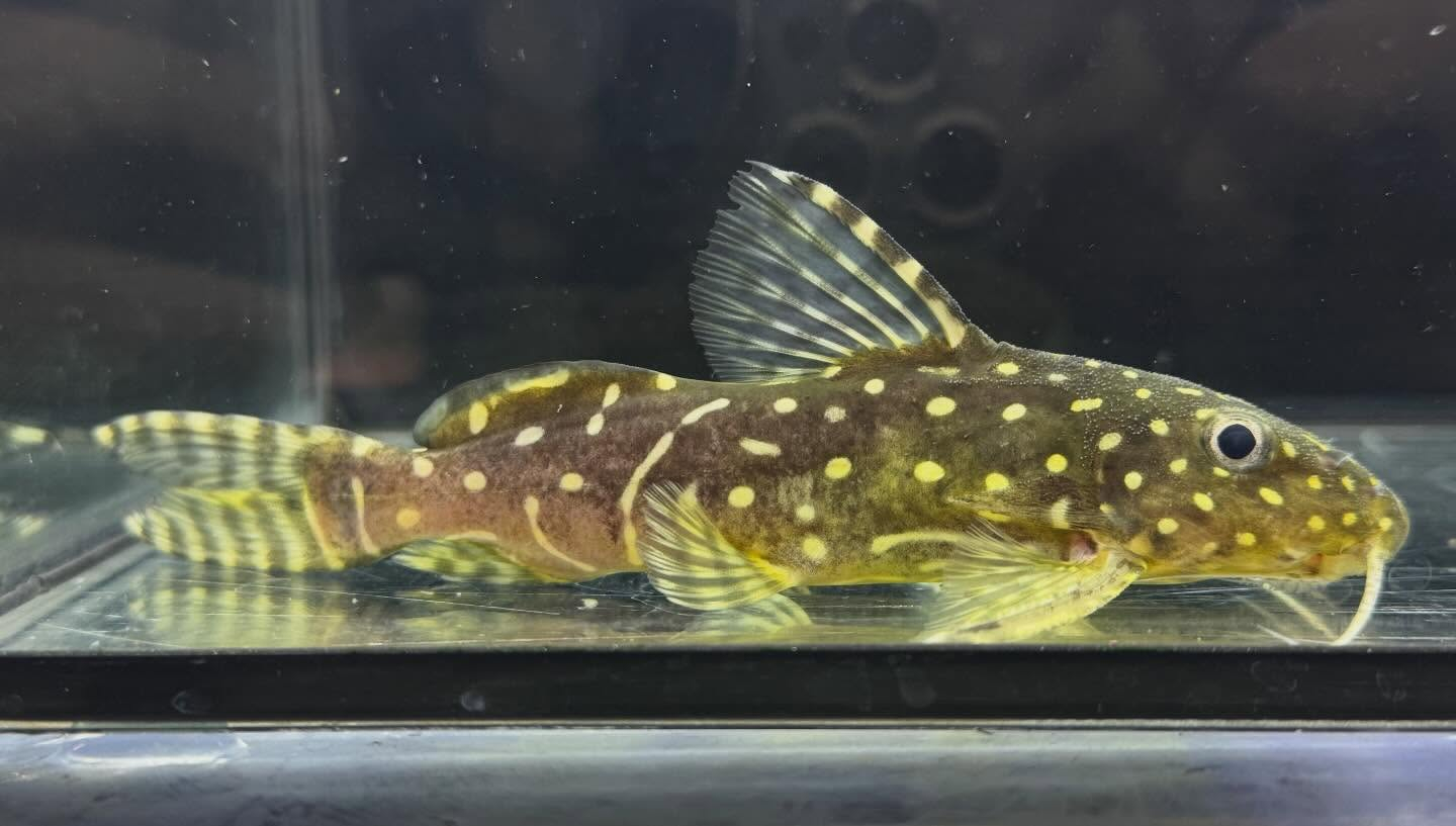 aquastyleg.base.shop/items/128...