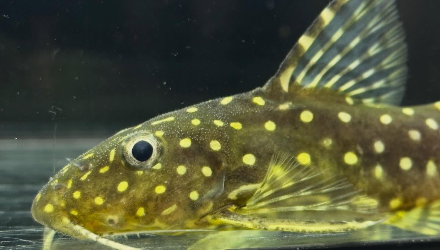 aquastyleg.base.shop/items/128...