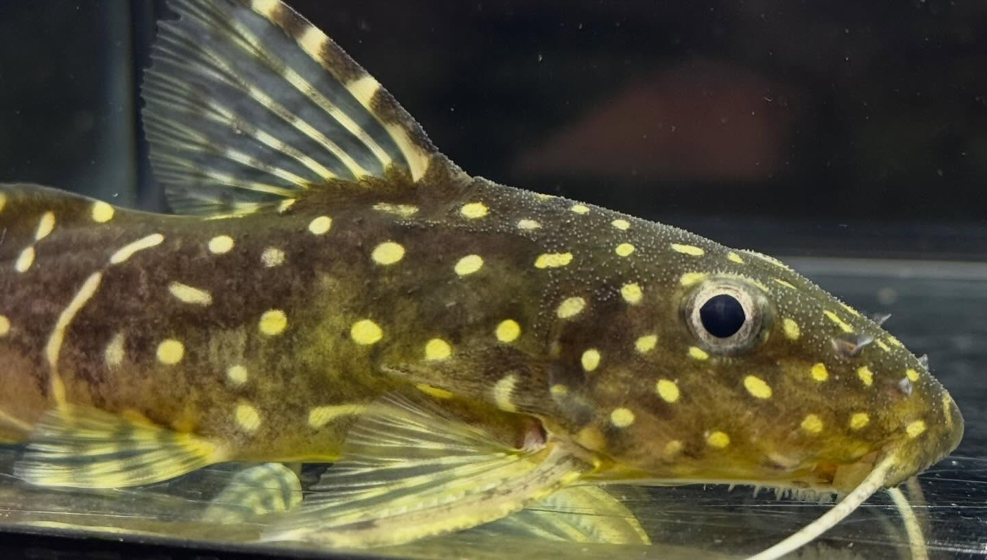 aquastyleg.base.shop/items/128...