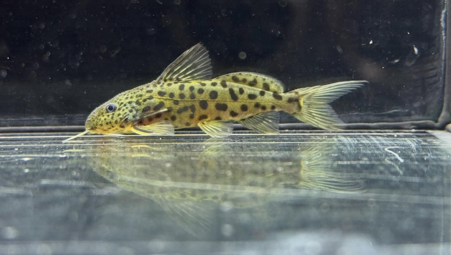 aquastyleg.base.shop/items/128...