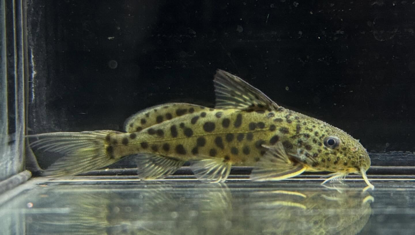 aquastyleg.base.shop/items/128...