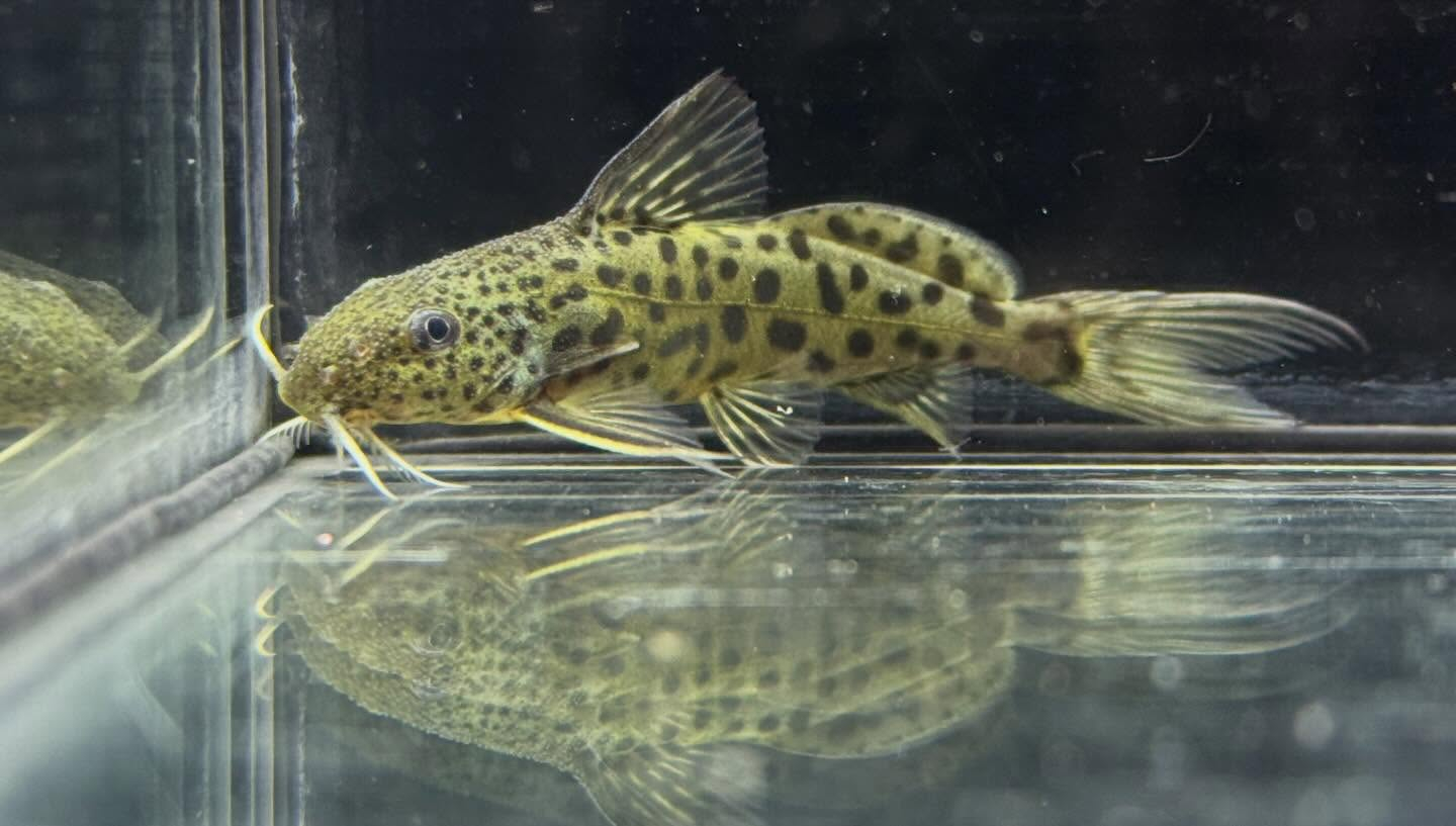 aquastyleg.base.shop/items/128...