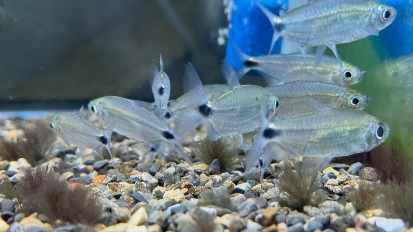 aquastyleg.base.shop/items/128...