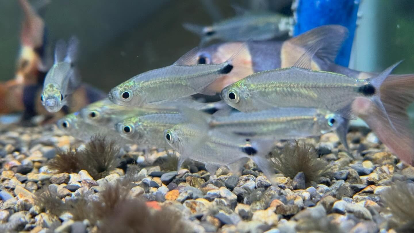 aquastyleg.base.shop/items/128...