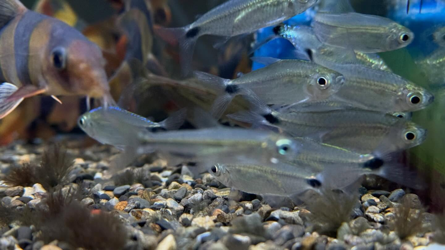 aquastyleg.base.shop/items/128...