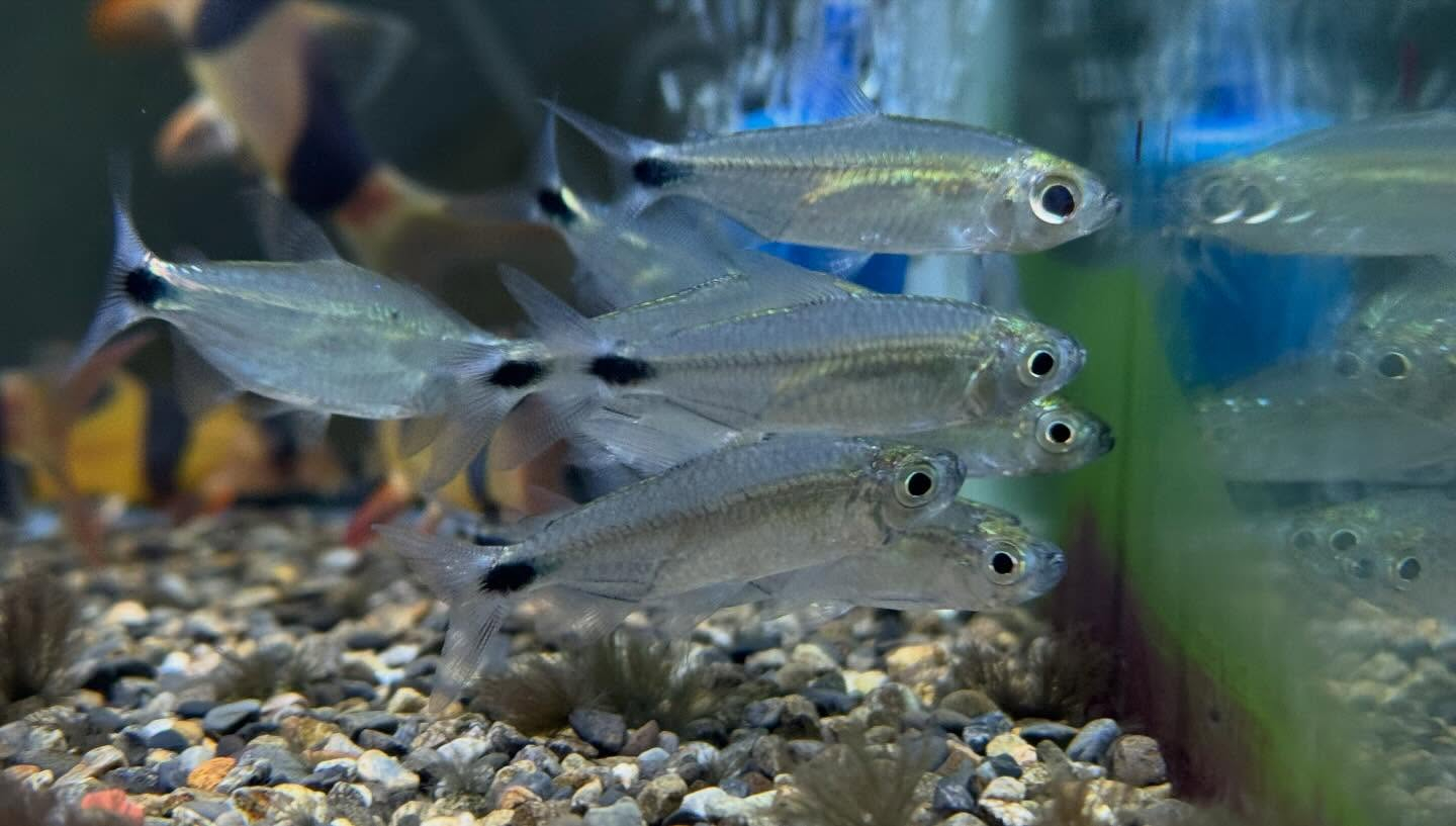 aquastyleg.base.shop/items/128...