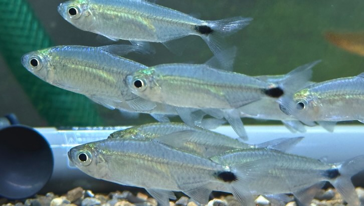 aquastyleg.base.shop/items/128...