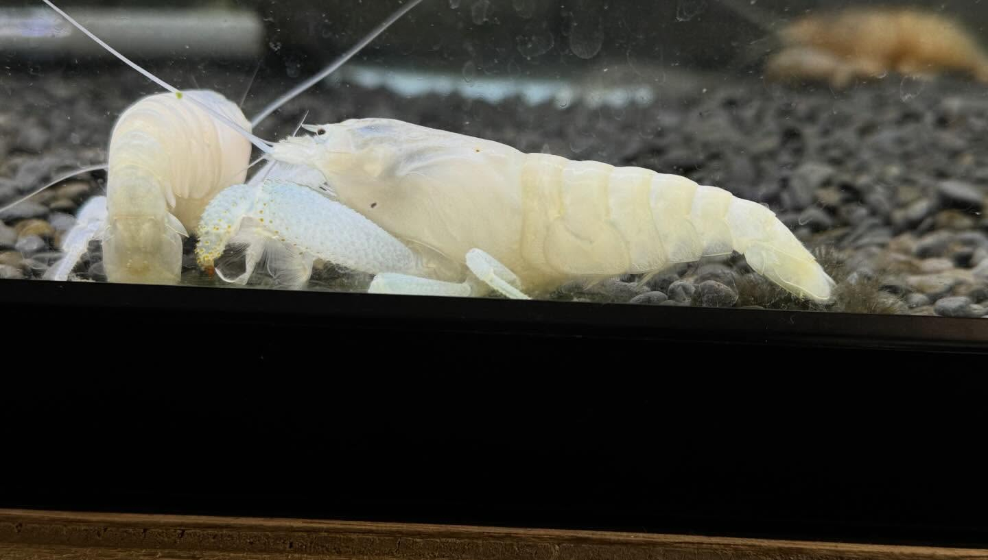 aquastyleg.base.shop/items/128...