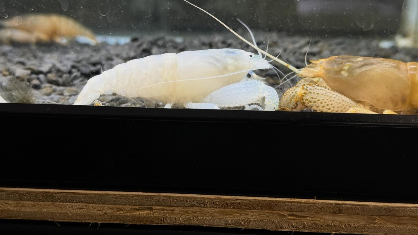 aquastyleg.base.shop/items/128...